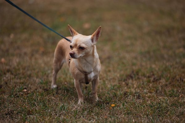 Steering through the waves: how rising sea levels are reshaping coastal property investments